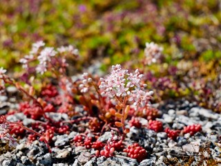 Flowering of the white stonecrop (Sedum album) cv. 'Coral Carpet' with red colored leaves. Sweden