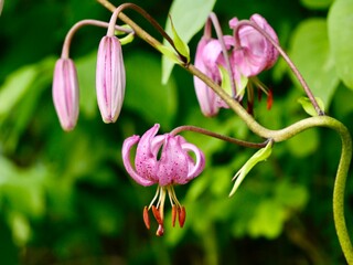 Pink flowers of the martagon lily (Lilium martagon) or Turk's cap lily, wild specimen in the...