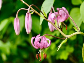 Pink flowers of the martagon lily (Lilium martagon) or Turk's cap lily, wild specimen in the...