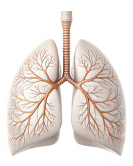 Human lungs on white background 