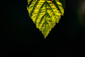 close up on green leaf abstract