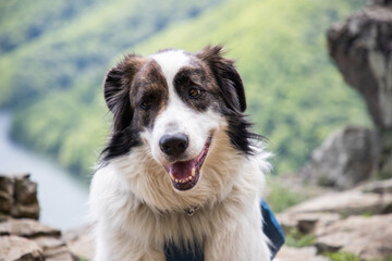 dog overlooking Tarnita lake bright green summer landscape