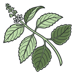 Basil Herb Fresh Leaves on Stem