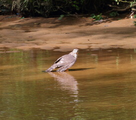 A young golden eagle in the riverbank holds its prey underwater