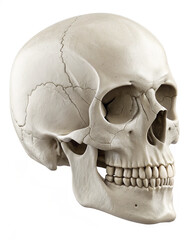 human skull isolated on white background