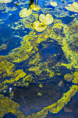 Summer water pollution featuring algae and lily pads in a natural pond, revealing the impact of...