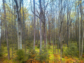 Lush green forest with tall trees showcasing vibrant autumn colors during midday sunlight in a...