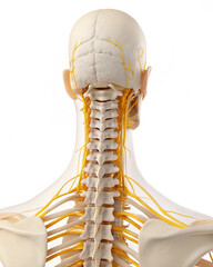 3d rendered illustration of a human spinal cord