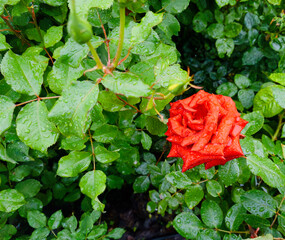 Bright red rose blooms amid lush green leaves after a refreshing rain in a vibrant garden
