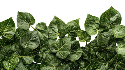 Lush green leaves form a vibrant natural border on a transparent background. PNG