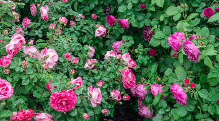 A vibrant collection of blooming pink roses in a lush garden setting during the early morning hours