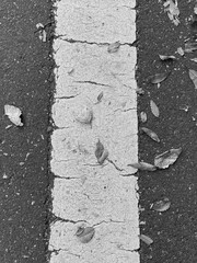 季節感を伝える秋の舗装路面。モノクロ。