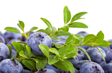 Fresh organic berry blueberries with green leaves close-up. Fruity still life for organic healthy...