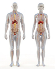 3d rendered illustration of a human body urinal system