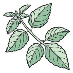 Basil Herb Fresh Leaves on Stem