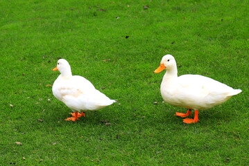 A family of fluffy Peking white ducks walk on green lawn in spring, summer. Ducklings, meat duck, poultry on farm in village.