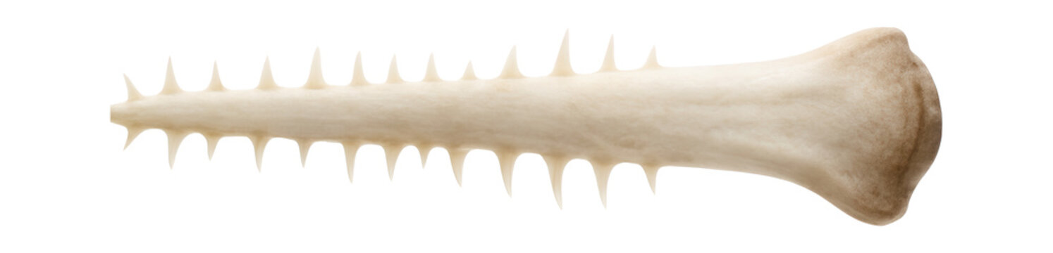 Sawshark rostrum with elongated, flattened shape and unevenly spaced teeth