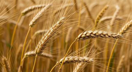 Golden Wheat Field Close-up Photography