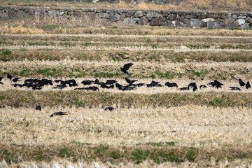crows on the rice field in March