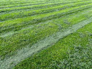 View of park meadow with mown grass already dried, lying in neat stripes on the ground