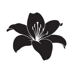 Black lily silhouette isolated on white background