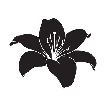 Black lily silhouette isolated on white background