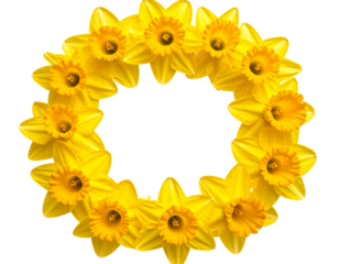 Flat Lay Arrangement of Multiple Daffodil Flowers Forming a Circular Frame, Isolated on a Transparent Background