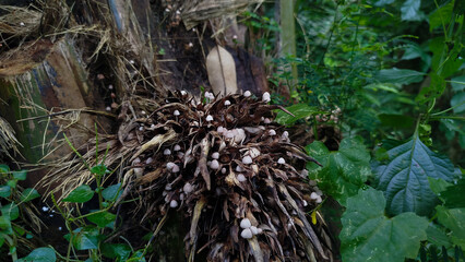 small mushrooms that grow on rotting palm fruit]
