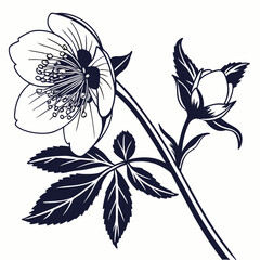 black and white hellebore