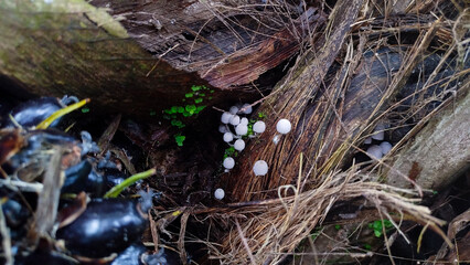 small mushrooms that grow on rotting palm fruit]
