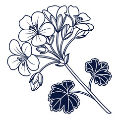 geranium on white background 