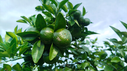 Little green oranges on tree
