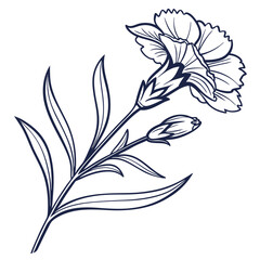 black and white dianthus