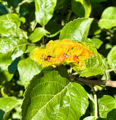 An apple leaf affected by gall mite, with characteristic swellings and discoloration.