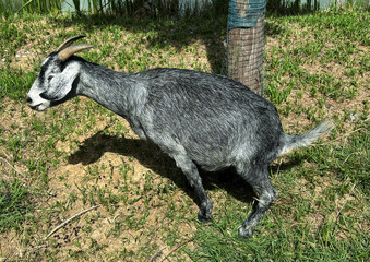 goat on the meadow