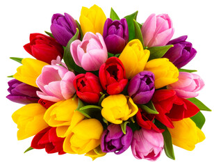 Obraz premium Loose Posy of Multicolored Tulips with Scattered Petals, Isolated PNG