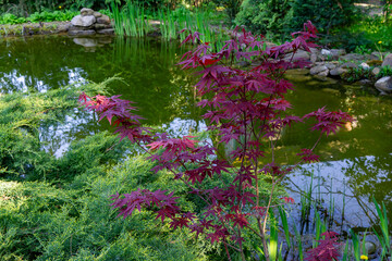 Vibrant red foliage of Japanese maple Acer palmatum Atropurpureum stands out against lush greenery near tranquil pond, creating  picturesque scene in garden setting. Nature concept for design