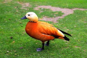 Ogar, red duck, Tadorna ferruginea sits on a green lawn in spring, summer. Bird Ogar on a farm in the village, wildlife, Waterfowl, food, duck hunting