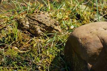 Camouflaged Frog Rana ridibunda (pelophylax ridibundus) resting on bed of moss and grass, blending seamlessly with its natural surroundings near rock