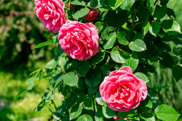 Vivid display of three blooming pink roses amidst vibrant green foliage, showcasing their delicate petals and lush leaves in sunlit garden, exuding natural beauty and freshness