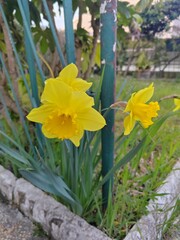 daffodils in the garden