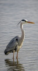 Obraz premium Grey Heron Bird Standing in Calm Water with Orange Beak