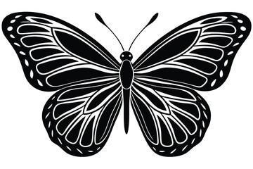 Symmetrical butterfly features intricate black and white details, highlighting elegant patterns on wings