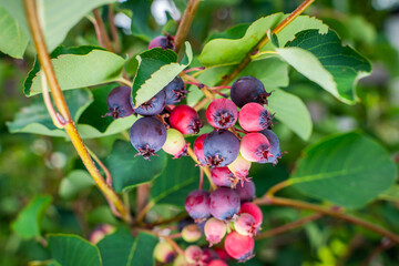 Ripe irga berries on a tree, close-up. Irga ripens in summer