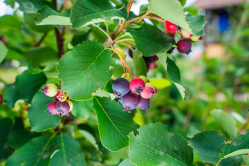Ripe irga berries on a tree, close-up. Irga ripens in summer