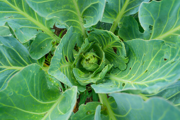 Growing cabbage leaves eaten by pests, close-up