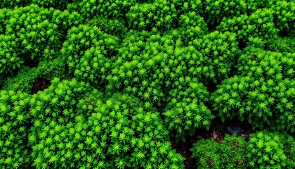 Lush, vibrant green moss texture, intricate detail, natural background,  forest,  macro