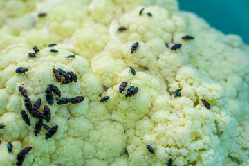 Cauliflower with beetle pests close up. Cauliflower inflorescence and a lot of black beetles...