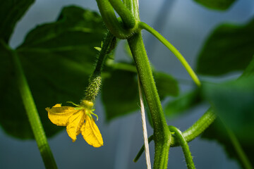 Young cucumbers growing in a greenhouse. Yellow flowers of blooming cucumbers, close-up