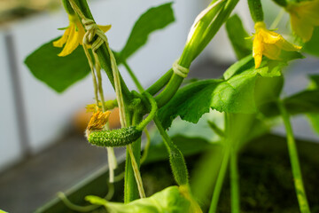 Young cucumbers growing in a greenhouse. Yellow flowers of blooming cucumbers, close-up
